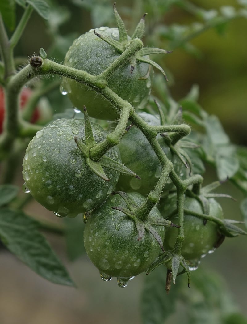 Tomatoes vegetables food fresh